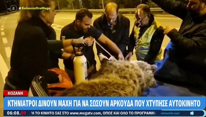Μια αρκούδα που τραυματίστηκε βαριά από τροχαίο ατύχημα στη Κοζάνη, φαίνεται να κερδίζει τη μάχη για τη ζωή της. Η αρκούδα, η οποία εντοπίστηκε τραυματισμένη σε δρόμο κοντά στη Νεάπολη το βράδυ της Παρασκευής 13 Οκτωβρίου, μεταφέρθηκε στο Κτηνιατρείο Άγριων Ζώων του ΑΡΚΤΟΥΡΟΥ, όπου και έλαβε εντατικές ιατρικές φροντίδες.