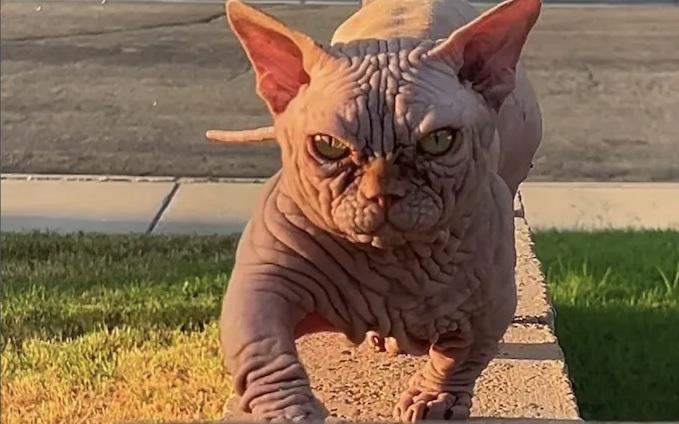 γάτες-μπουλντόγκ