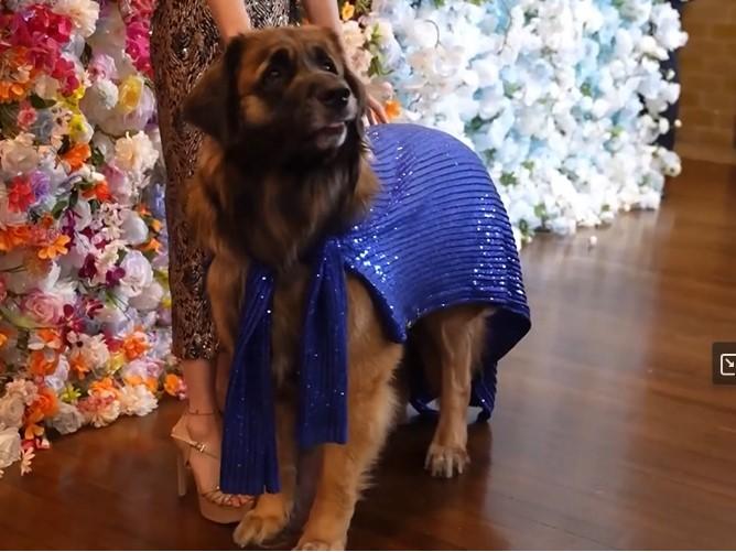 Από το Met Gala στο Pet Gala: Μια νέα παράδοση γεννιέται στη Νέα Υόρκη