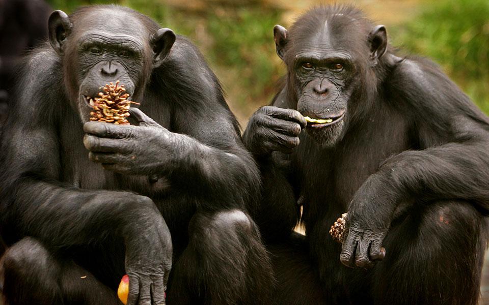 Μαθήματα ιατρικής από το βασίλειο των ζώων
