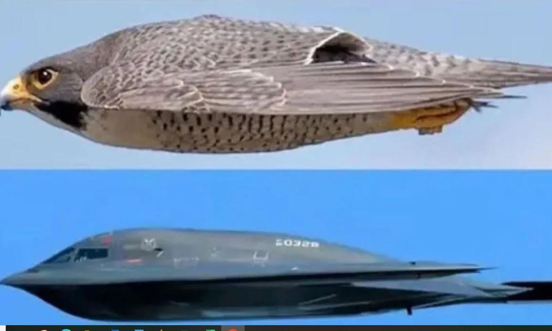Η θανάσιμη σκιά του ουρανού: Το αρπακτικό που ενέπνευσε το αόρατο βομβαρδιστικό B-2 Spirit