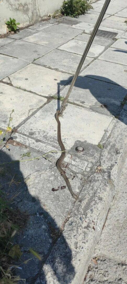 Βόλος