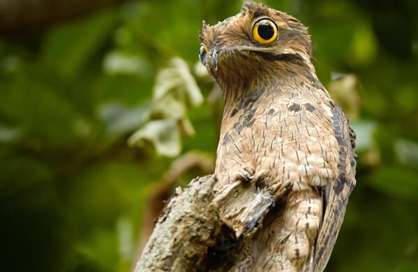 Το "φάντασμα" των δασών με τη φωνή που ανατριχιάζει