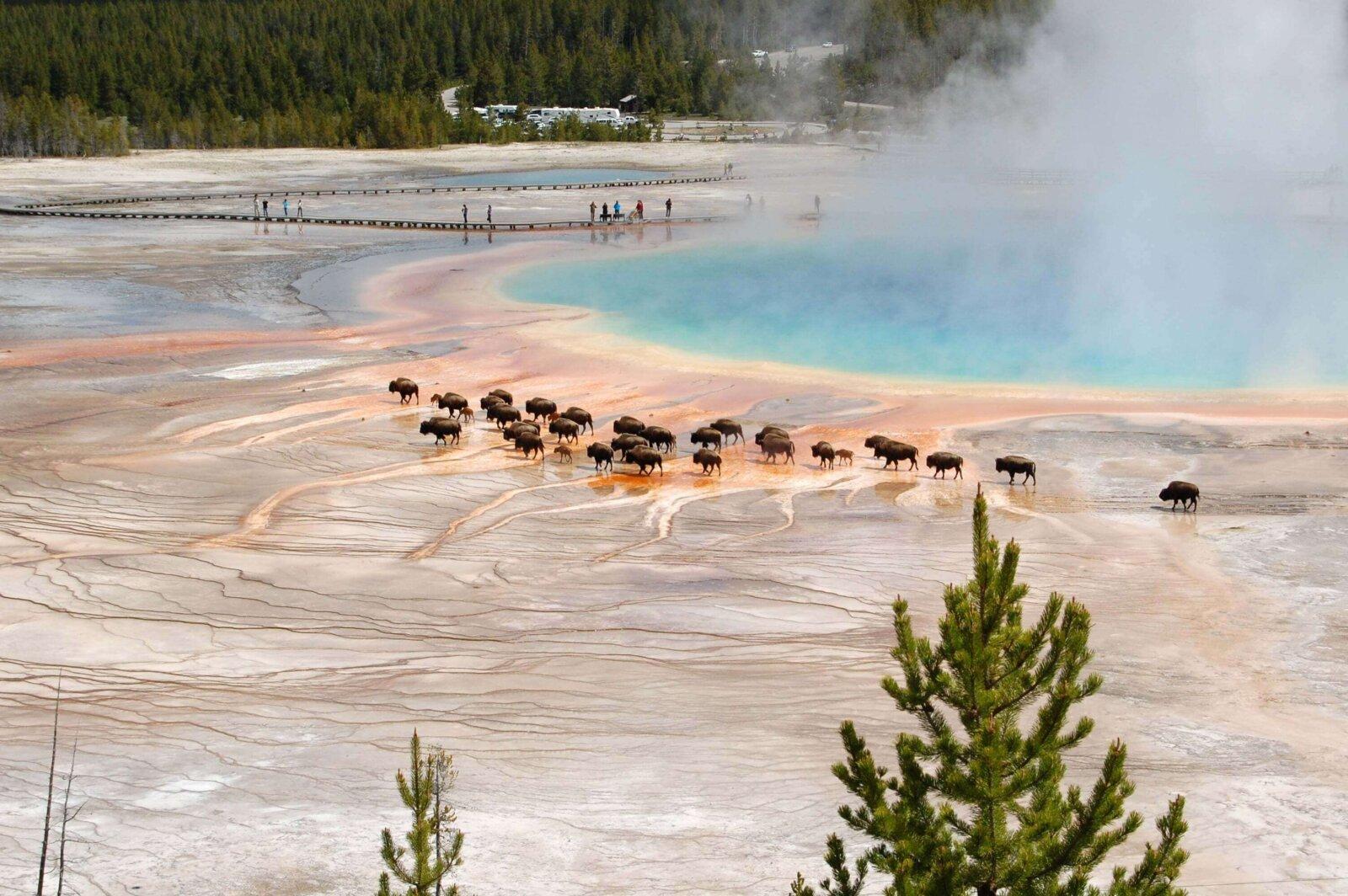 Yellowstone