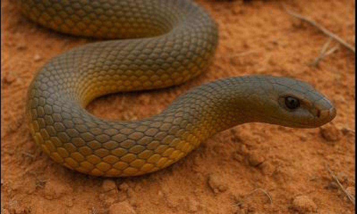 Η απόλυτη φρίκη της φύσης: Ο σιωπηλός δολοφόνος που σπέρνει τον θάνατο σε 45 λεπτά!