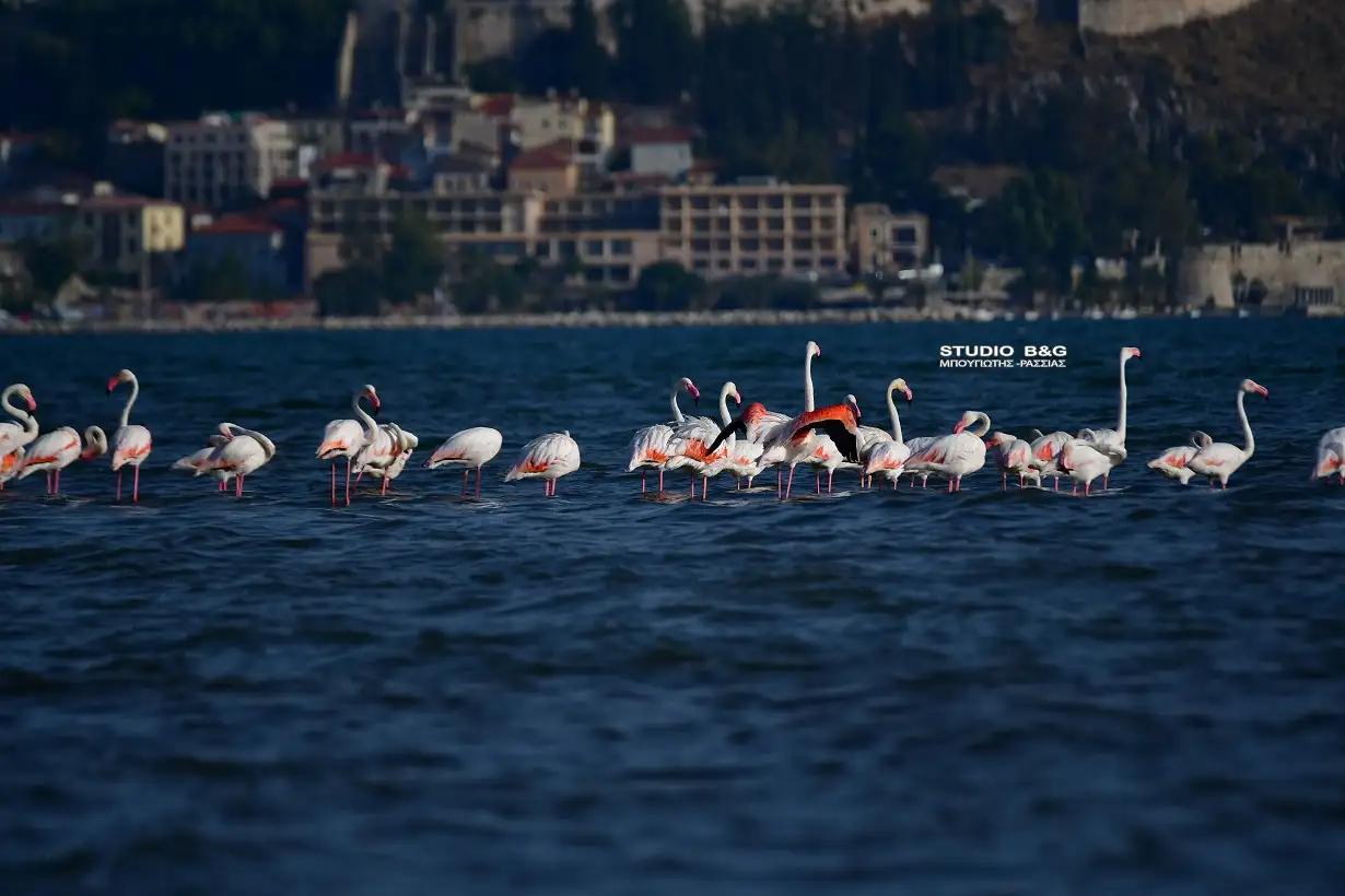 Μαγεία στο Ναύπλιο: Ο χορός των ροζ φλαμίνγκο στον Αργολικό Κόλπο