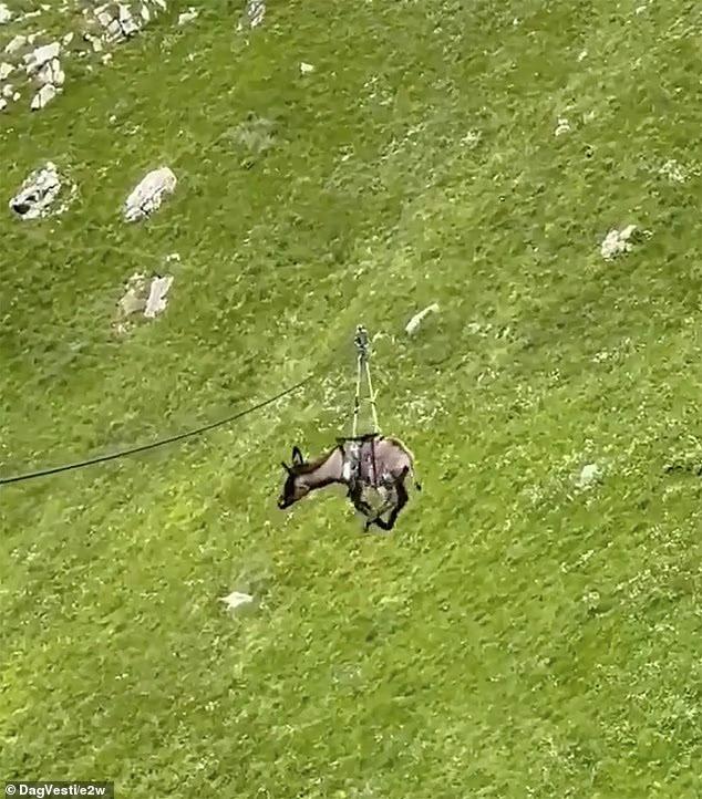 Οργή και θλίψη: Κρέμασαν γαϊδουράκι σε τροχαλία και το έσπρωξαν σε γκρεμό - Βίντεο σοκ