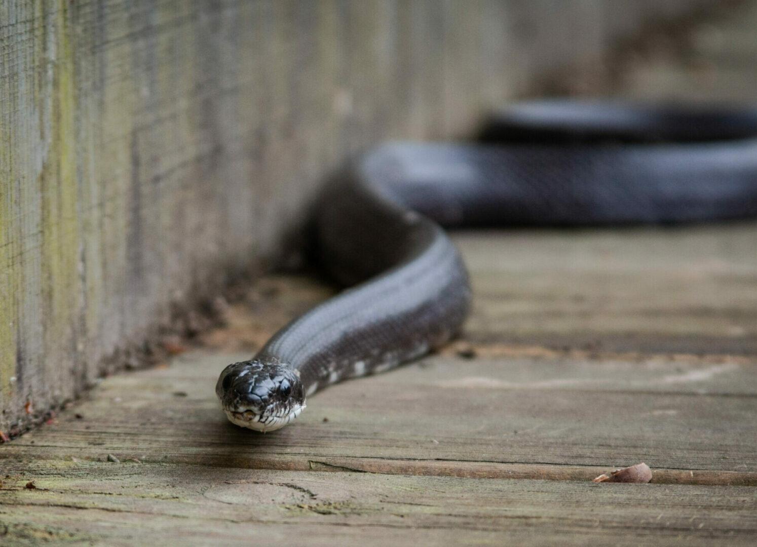 Πανικός στο σπίτι: Φίδι εισβολέας! Τι κάνεις όταν εμφανιστεί