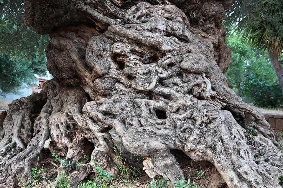 Το αρχαίο δέντρο της Κρήτης: Ένα βιολογικό θαύμα 4.000 ετών