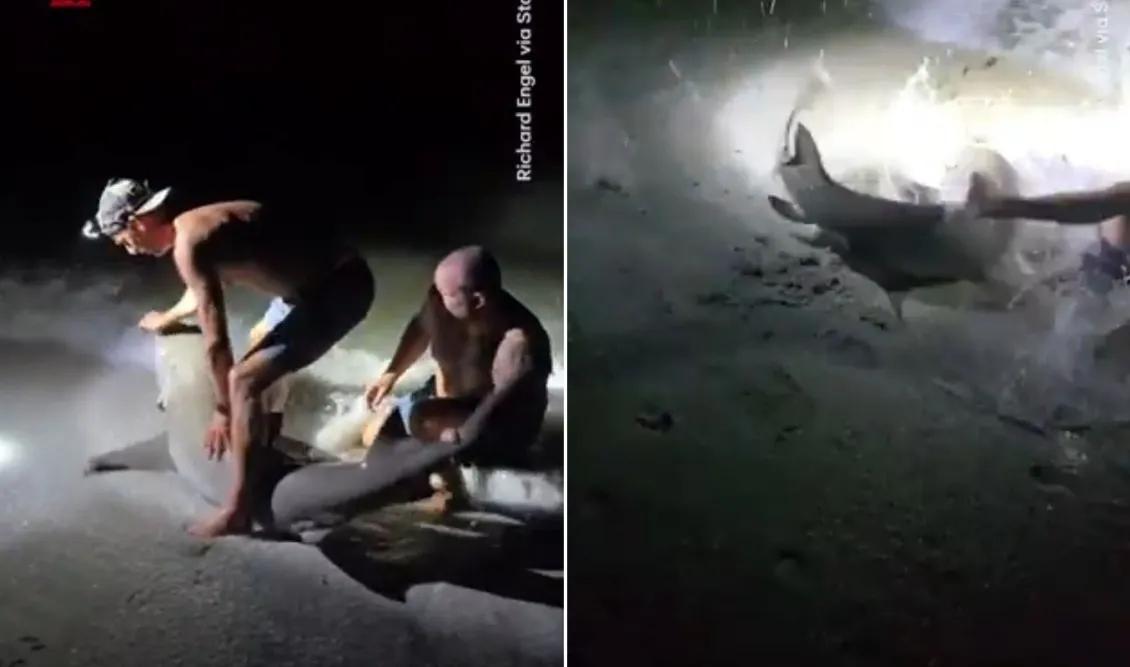Ο καρχαρίας πήρε την εκδίκηση του. Σοκαριστικό βίντεο