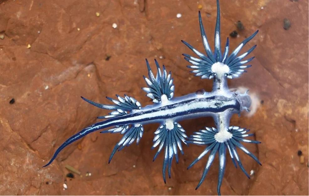 Ο «ωραιότερος δολοφόνος του ωκεανού» κλείνει παραλίες