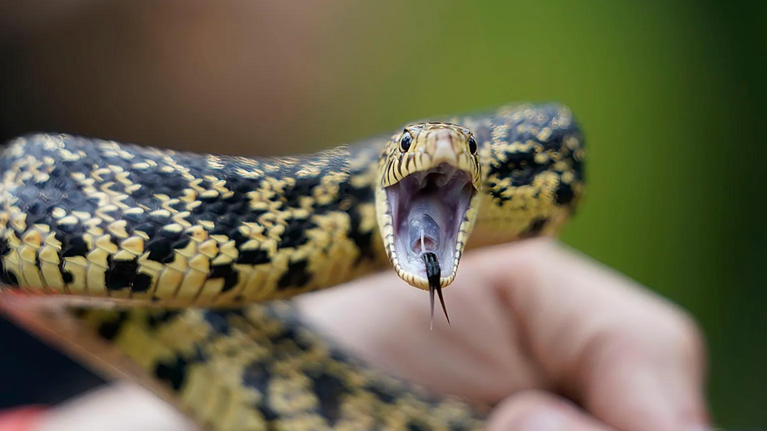 Ανακάλυψαν δέκα φίδια στο σπίτι τους