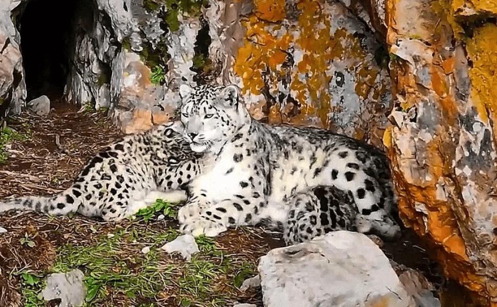 Το φάντασμα των βουνών αποκαλύπτεται