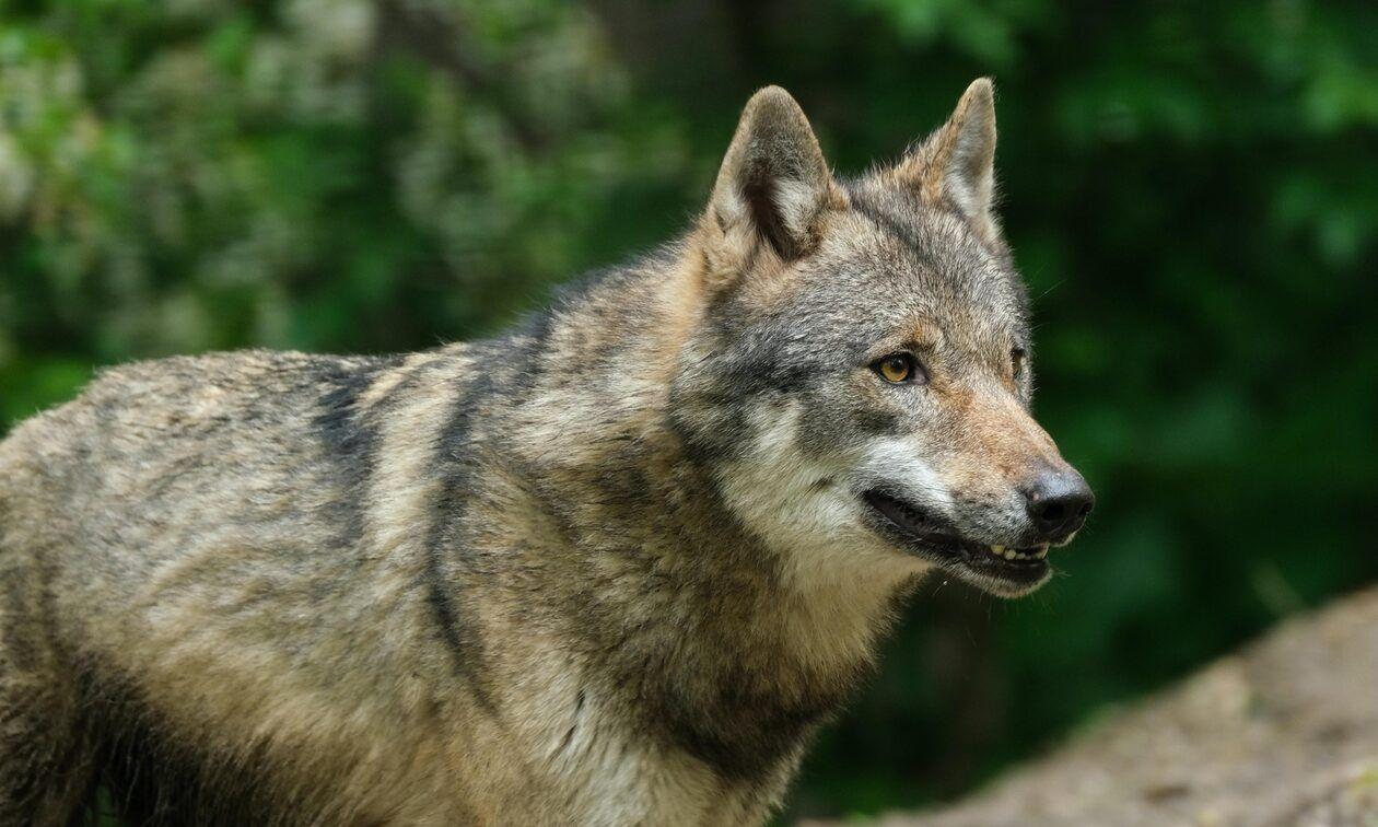 Η επιστροφή του λύκου στα ελληνικά βουνά: Από την εξαφάνιση στη συμβίωση
