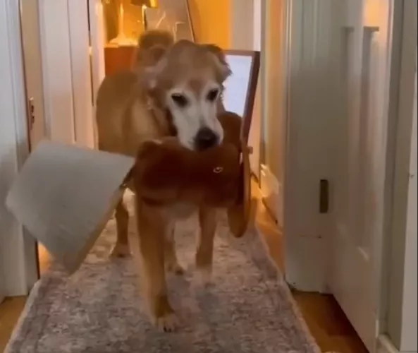 Ο 10χρονος Duke: Το Golden Retriever που έγινε viral «κλέφτης» από ανησυχία