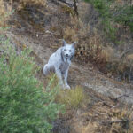 Το «Λευκό φάντασμα» του μεσογειακού δάσους