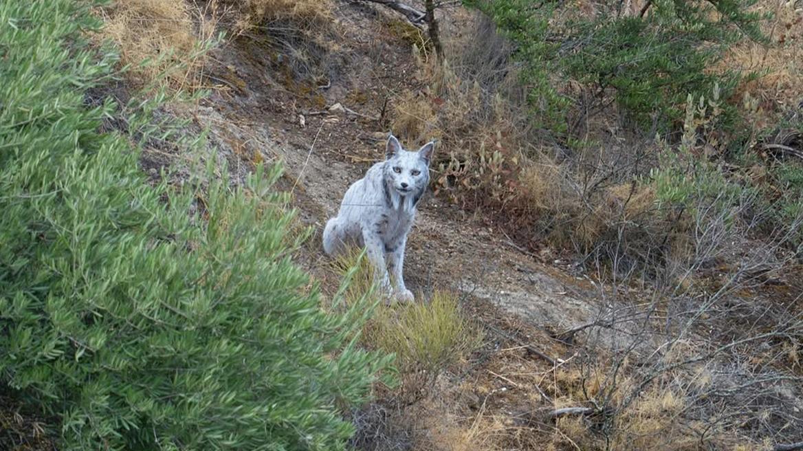 Το «Λευκό φάντασμα» του μεσογειακού δάσους