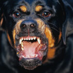 Καλαμάτα: Ροτβάιλερ κατασπαράζει τον 76χρονο ιδιοκτήτη του. Σοκαριστικό βίντεο