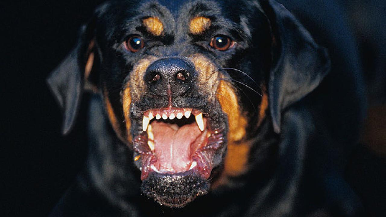 Καλαμάτα: Ροτβάιλερ κατασπαράζει τον 76χρονο ιδιοκτήτη του. Σοκαριστικό βίντεο