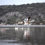 Ισμαρίδα: Το καταφύγιο των μεταναστευτικών πτηνών 