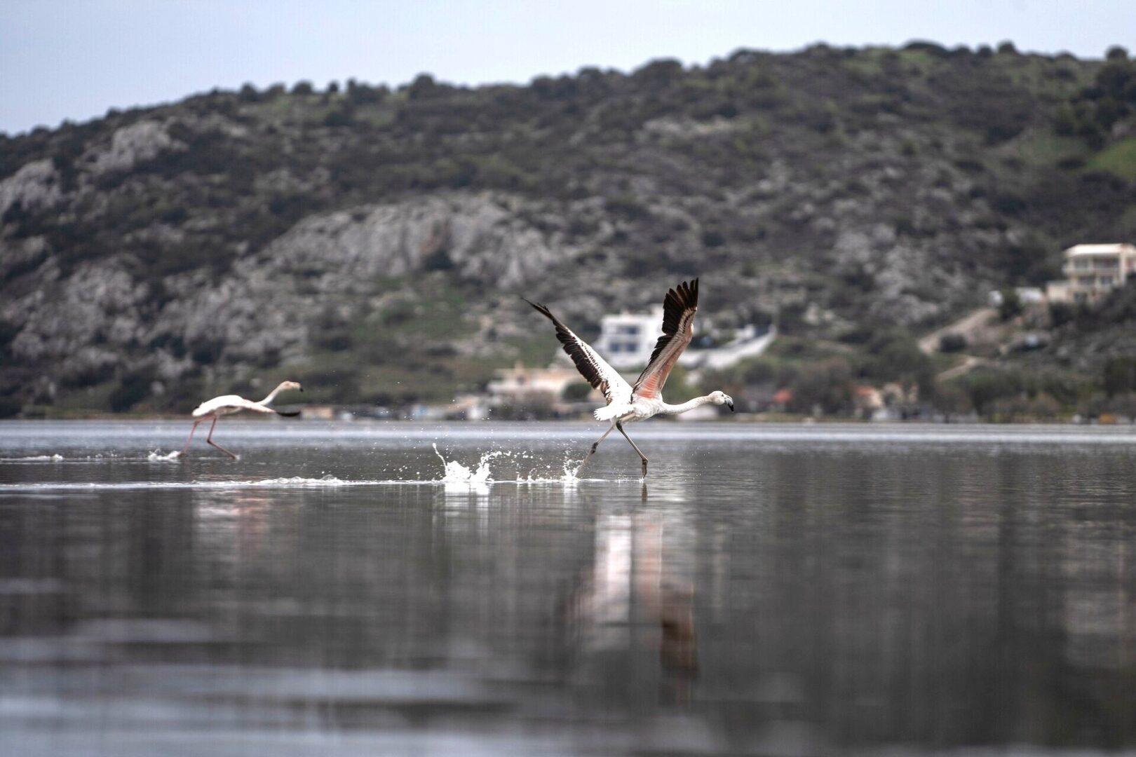 Ισμαρίδα: Το καταφύγιο των μεταναστευτικών πτηνών 