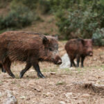 Εισβολή αγριογούρουνων στη Θεσσαλονίκη