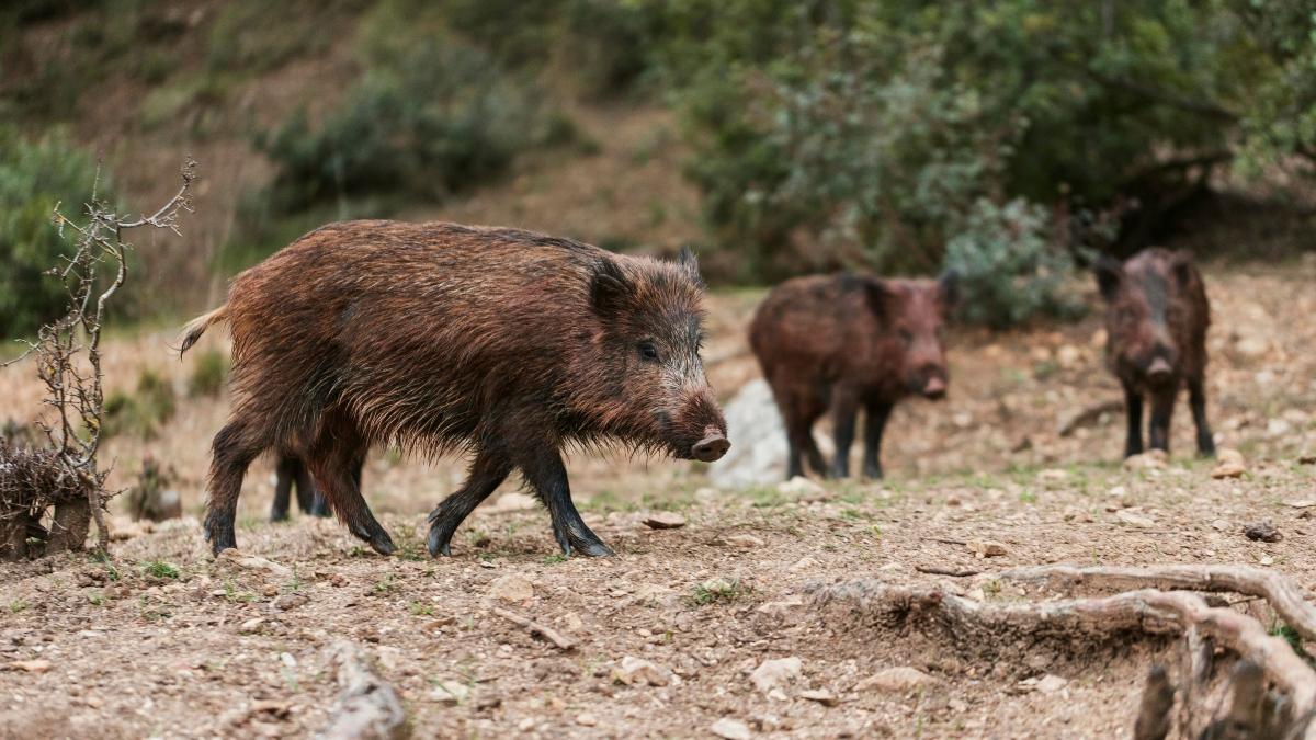 Εισβολή αγριογούρουνων στη Θεσσαλονίκη