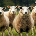 Συναγερμός στην ελληνική κτηνοτροφία