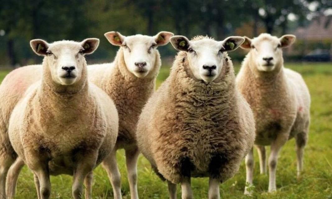 Συναγερμός στην ελληνική κτηνοτροφία