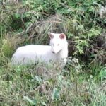 Σπάνιο λευκό τσακάλι εντοπίστηκε στη Μεσσηνία