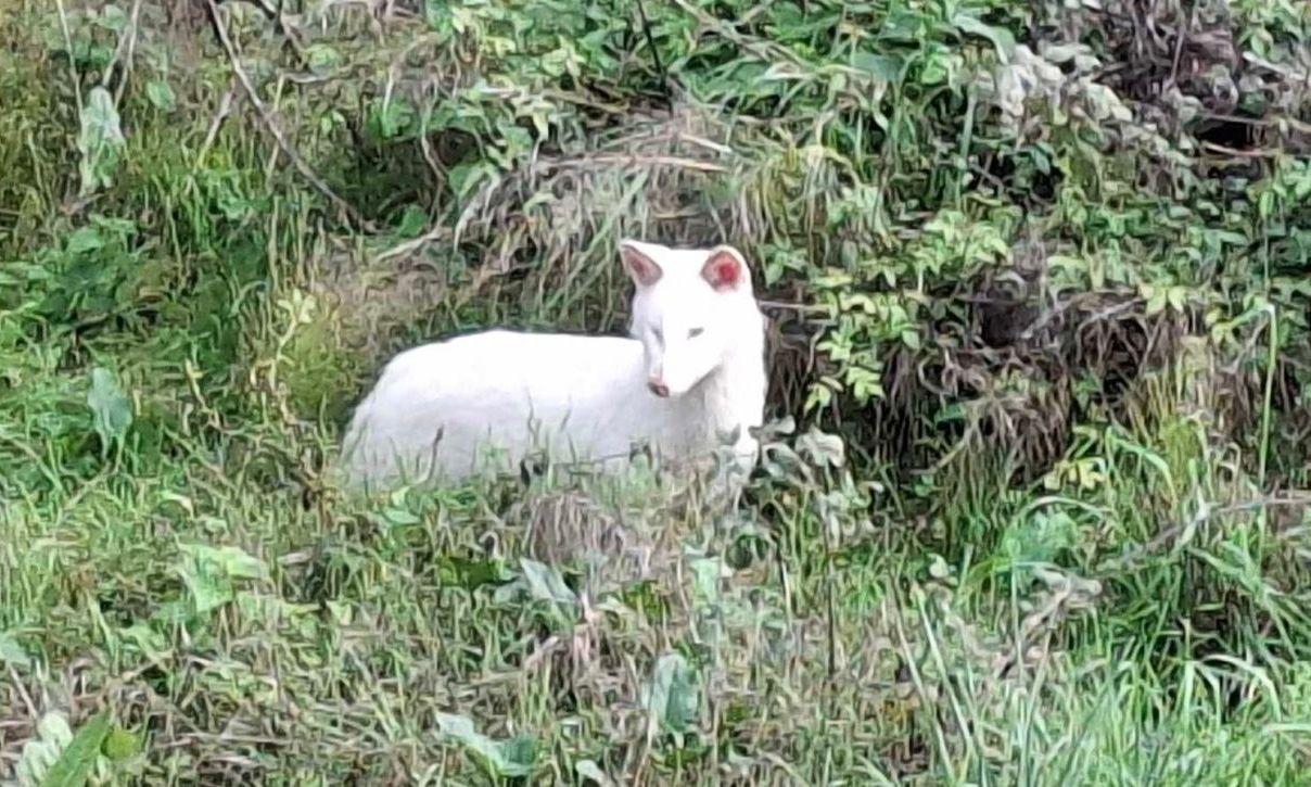 Σπάνιο λευκό τσακάλι εντοπίστηκε στη Μεσσηνία