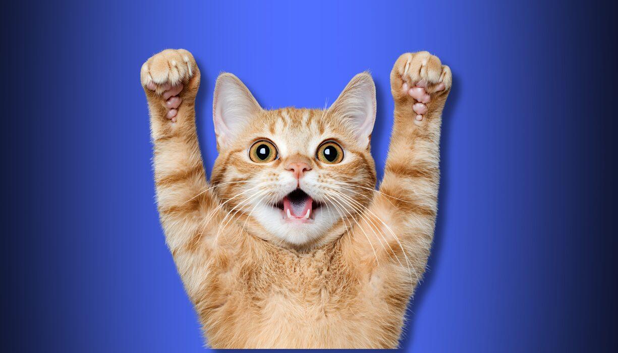 Αυτοκαθοριζομένη τουαλέτα γάτας: Η τάση που σου λύνει τα χέρια – Πού μπορείς να βρεις με κάτω από 200€;