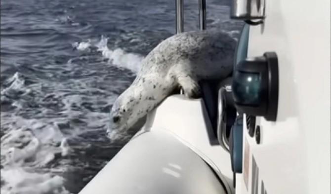 Το μεγάλο… ρεσάλτο! Φώκια ξεφεύγει από όρκες πηδώντας σε σκάφος