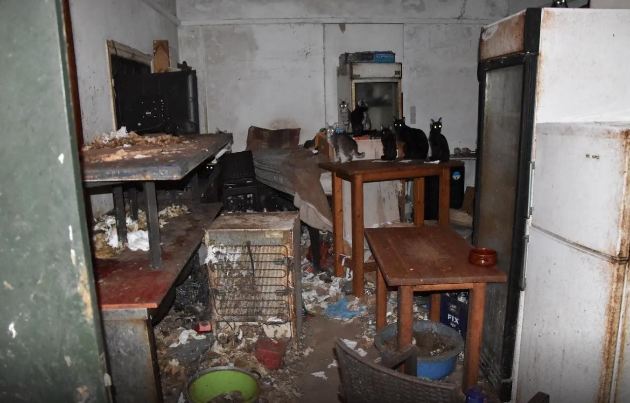 Δονούσα: Πρόστιμο-σοκ σε 63χρονο, κακοποιούσε 58 γάτες!