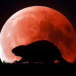 Υπερπανσέληνος Νοεμβρίου: Φέρνει φως, έμπνευση και νέες ευκαιρίες για κάθε ζώδιο