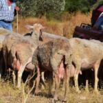 Σοκ στο Ρέθυμνο! Έκοψαν τη γλώσσα κτηνοτρόφου!