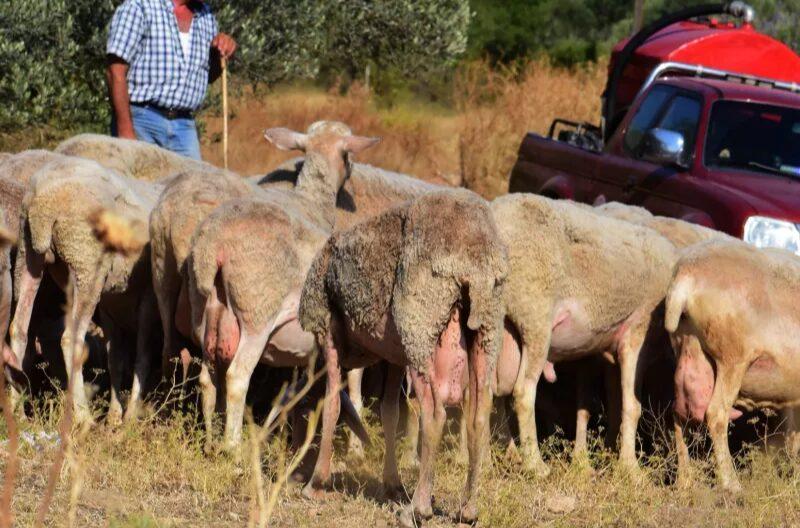 Σοκ στο Ρέθυμνο! Έκοψαν τη γλώσσα κτηνοτρόφου!