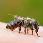 Τραγωδία στον Δομοκό: 50χρονος πέθανε από τσίμπημα μέλισσας