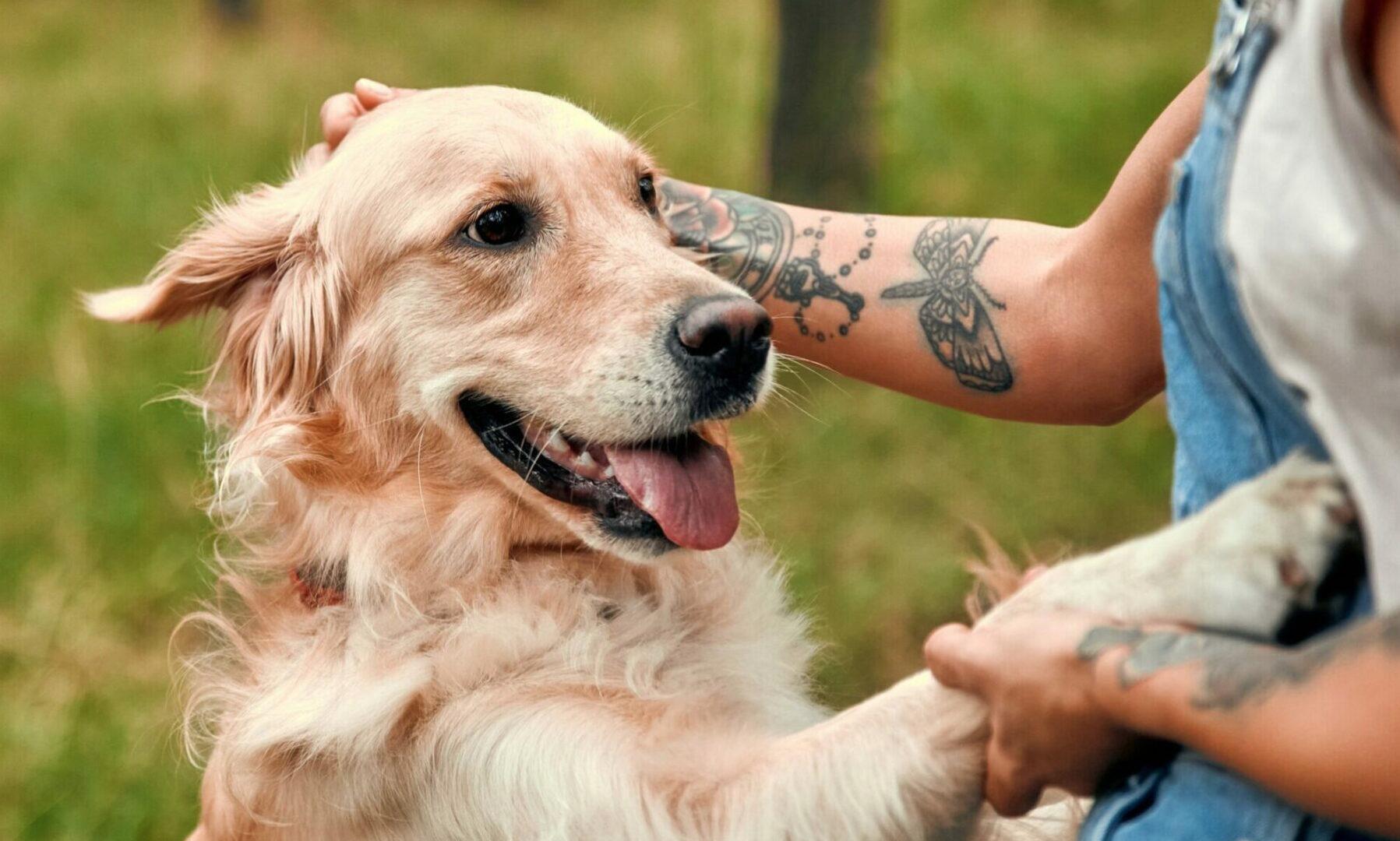 Το σωστό χάδι για τον σκύλο σας