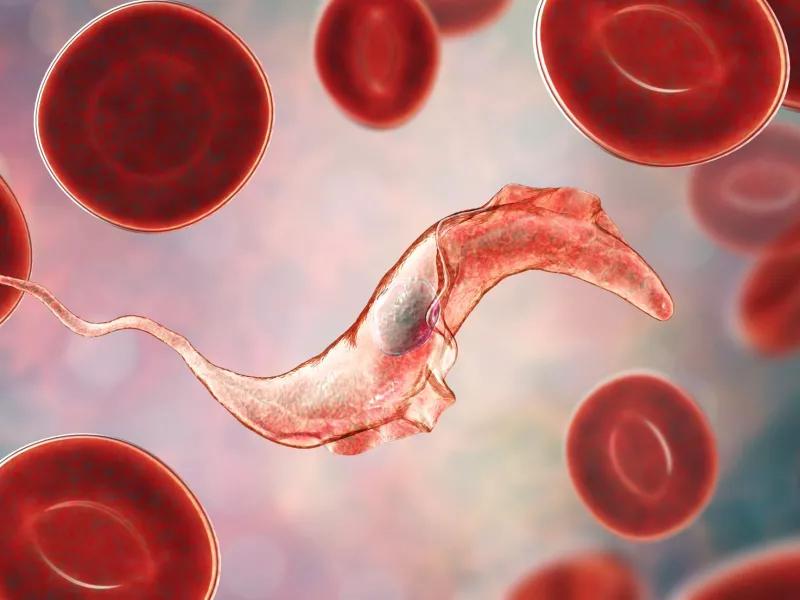 Η νόσος Chagas μεταναστεύει: Ραγδαία αύξηση των κρουσμάτων στην Ευρώπη  