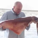 Μύκονος: Κάτοικος έβγαλε με τα χέρια του δυο καλαμάρια-γίγαντες 17 κιλών!