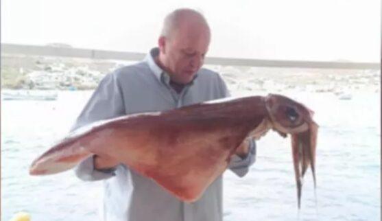 Μύκονος: Κάτοικος έβγαλε με τα χέρια του δυο καλαμάρια-γίγαντες 17 κιλών!