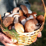 Έδεσσα: Μάχη ζωής για το ζευγάρι που δηλητηριάστηκε από άγρια μανιτάρια