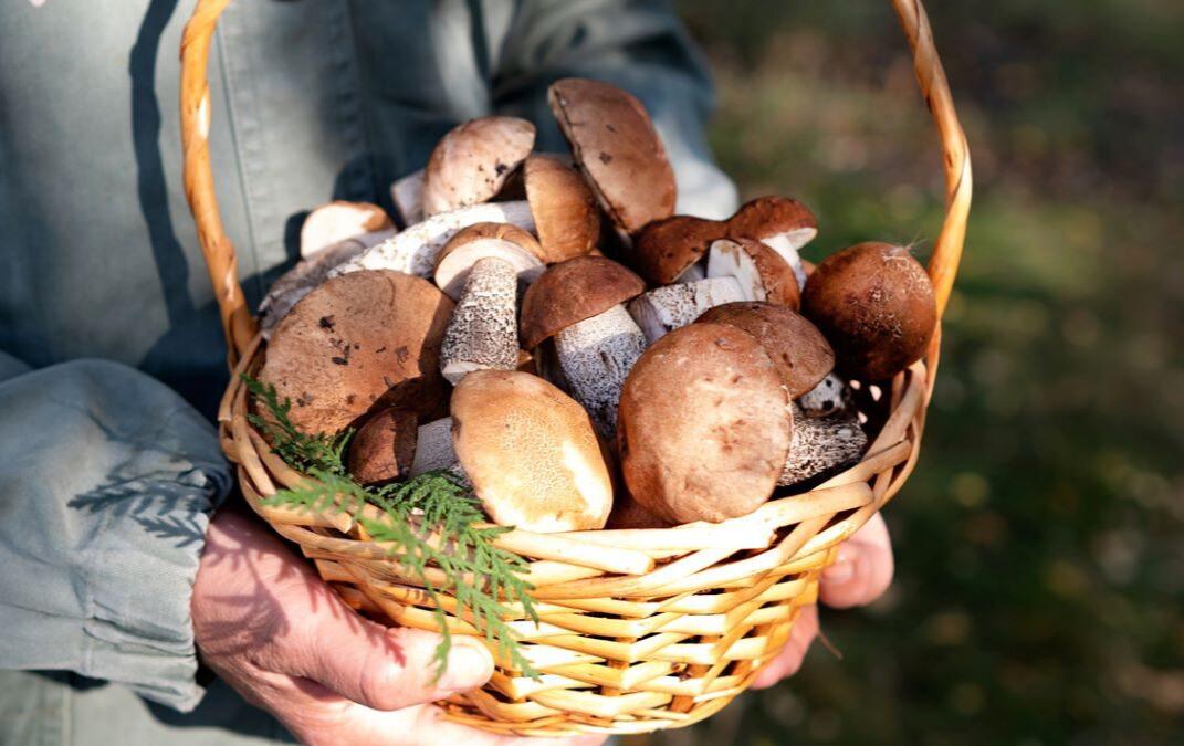 Έδεσσα: Μάχη ζωής για το ζευγάρι που δηλητηριάστηκε από άγρια μανιτάρια