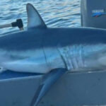 Εύβοια: Ψαράς έπιασε καρχαρία Μάκο, ένα από τα πιο γρήγορα και επικίνδυνα είδη