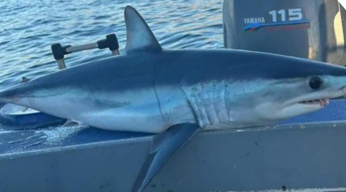 Εύβοια: Ψαράς έπιασε καρχαρία Μάκο, ένα από τα πιο γρήγορα και επικίνδυνα είδη