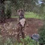 Συγκλονίζει ο πατέρας του 2χρονου που κατασπάραξε το πίτμπουλ: «Μου χαμογέλασε και έκλεισε τα μάτια»