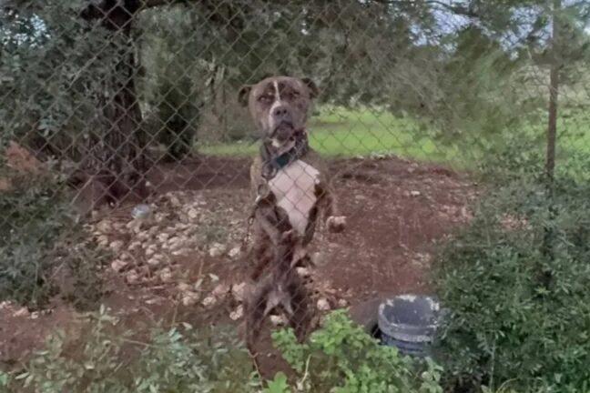 Συγκλονίζει ο πατέρας του 2χρονου που κατασπάραξε το πίτμπουλ: «Μου χαμογέλασε και έκλεισε τα μάτια»