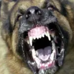 Σκύλος κατασπάραξε 2 ετών αγόρι στη Ζάκυνθο