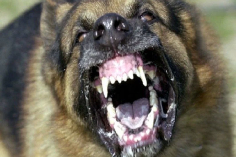 Σκύλος κατασπάραξε 2 ετών αγόρι στη Ζάκυνθο